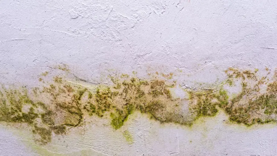 Band of dark mold growth along a painted wall line