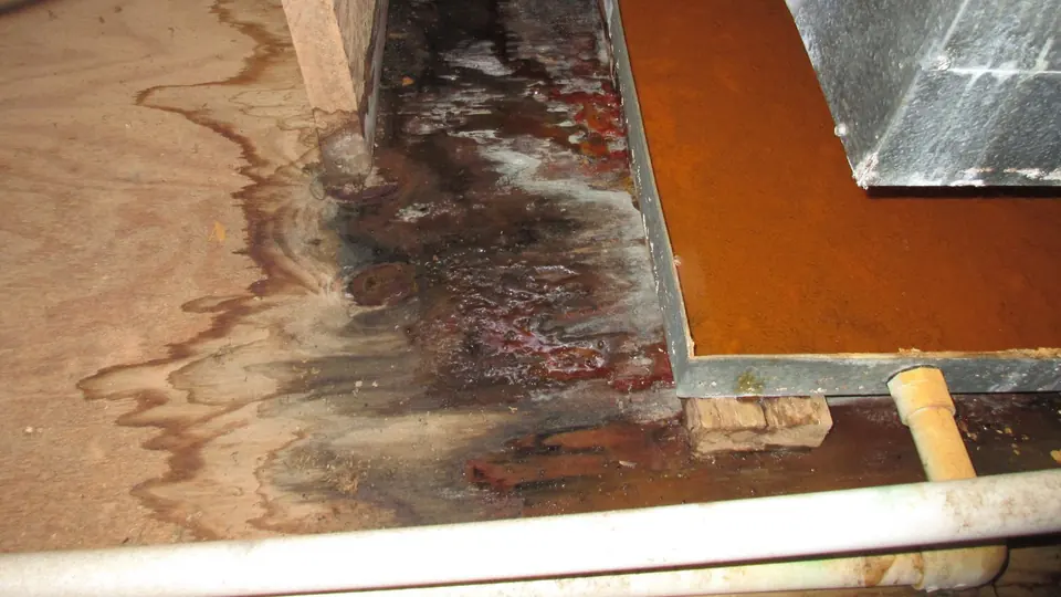 Water-stained subfloor under lifted flooring